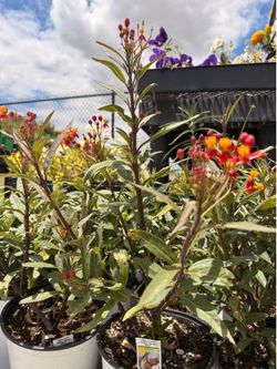 Milkweed