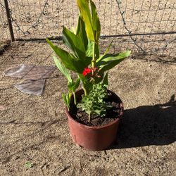 Canna lily + Red Geranium Plant 