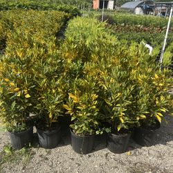 CROTONS PLANT  (Add Colors to Landscape and Garden 3 gallon Pot) 