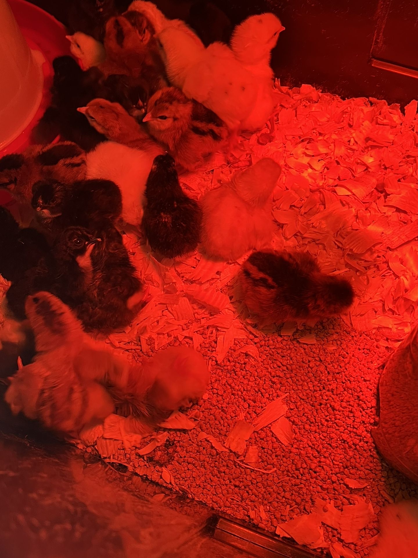 Fertilize eggs