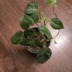Micans Philodendron Lie Plant Satin Leaves 