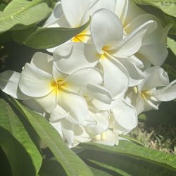 Plumeria Cuttings