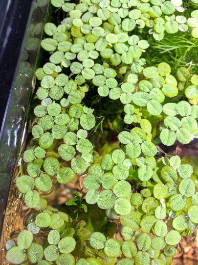 Salvinia, aquarium Floating Plants