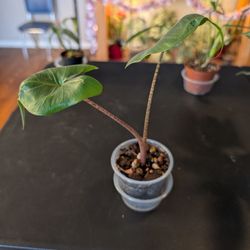 Alocasia Stingray
