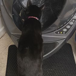 Whisker Litter‑Robot 3 – LOCAL PICKUP ONLY (95054)