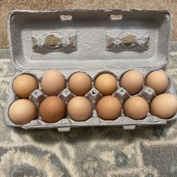 Rhode Island Red Hatching Eggs🥚 🐣🐤🐓