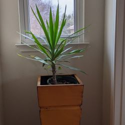yucca  plant  $15-$20 $25- $35