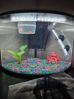 6gal corner aquarium