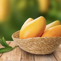 Manila Mango Tree 🌳🥭🥭🥭🥭