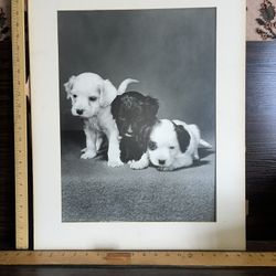 Vintage Kodak Puppy  Print 