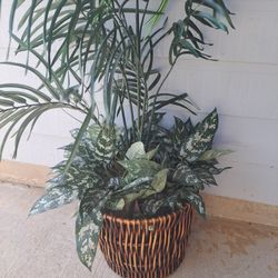  Chinese Evergreen plant (Aglaonema) Artificial Plant 
