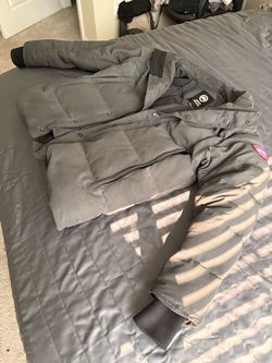 Canada goose grey