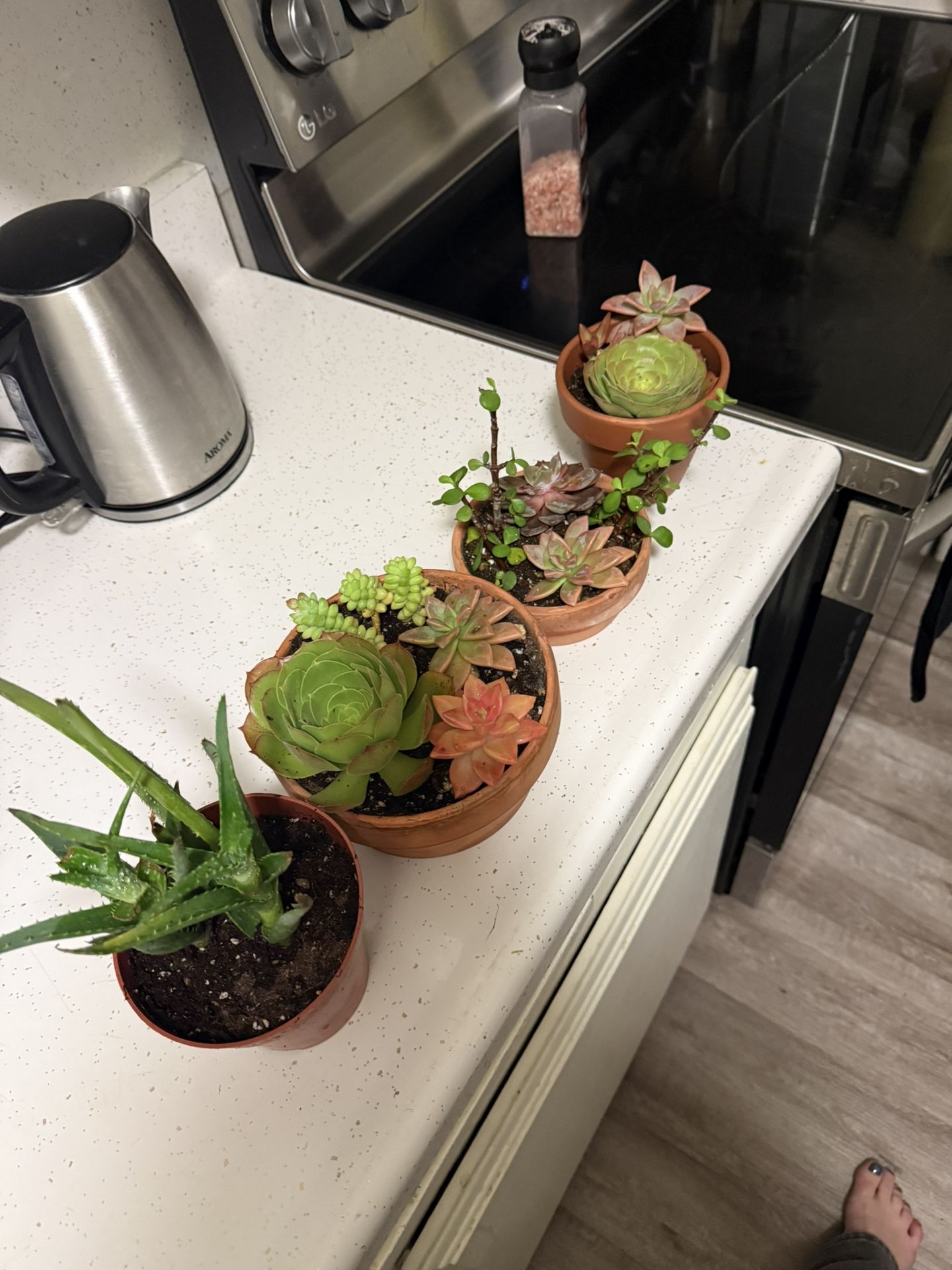 succulent arrangements $5 each!