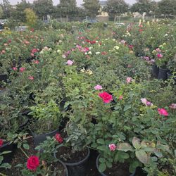 Rose Bush
