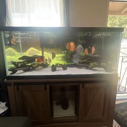 Fish Tank With Stand (75 Gallons ) 