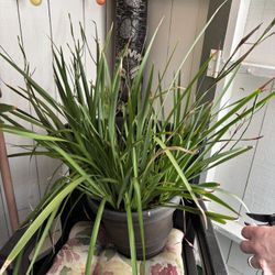 Iris Plant 