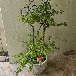 Bougainvillea Plant with Trellis and Pot