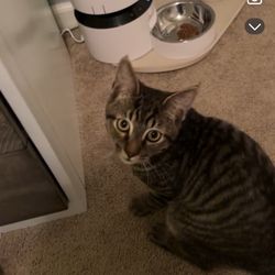 Petlibro Automatic Pet Feeder