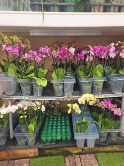 Orchids