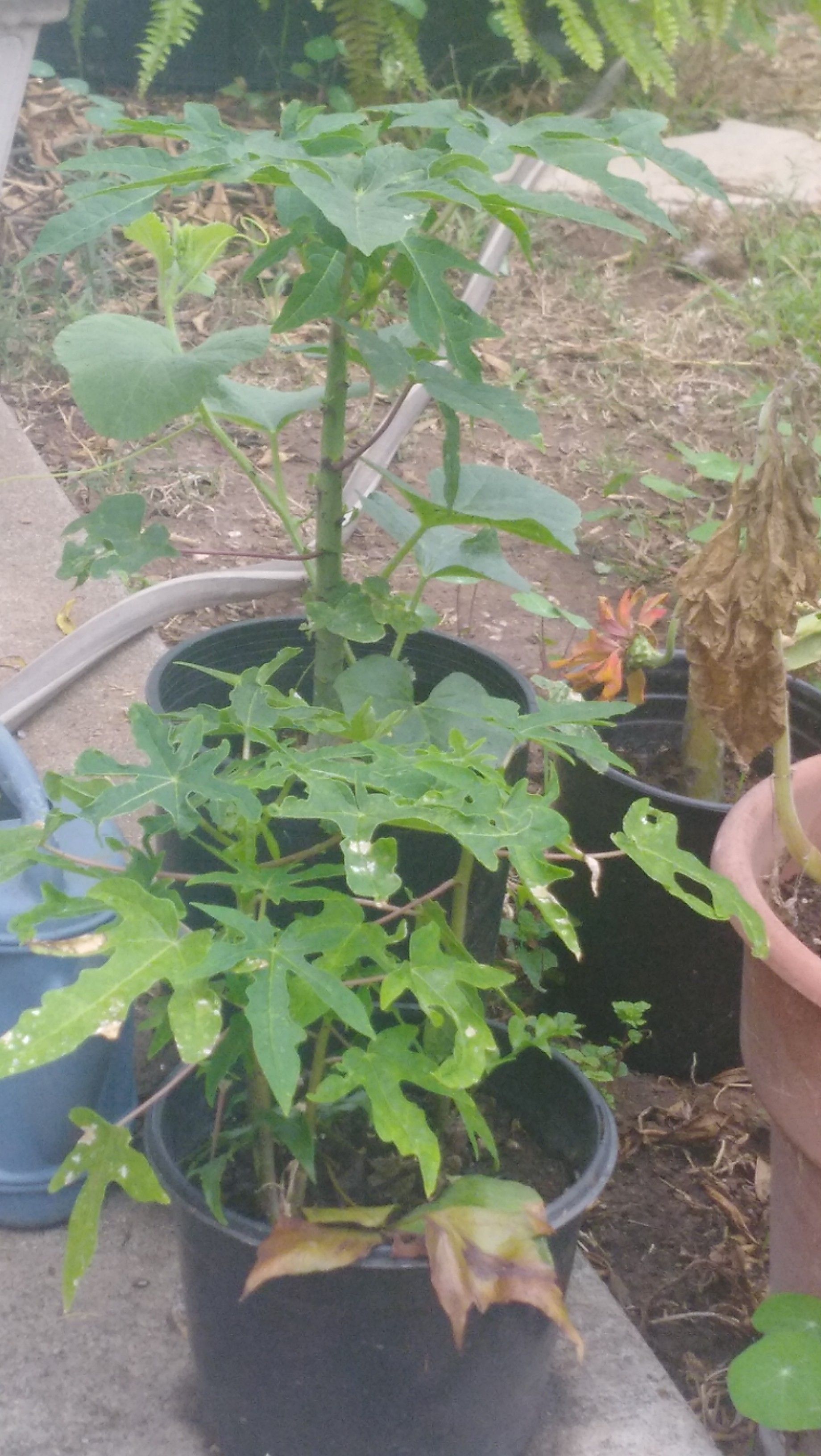 Papaya tree