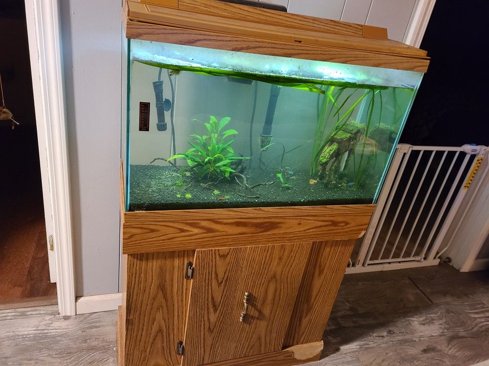 Freshwater Aquariums And Supplies for Sale in Roy, WA - OfferUp