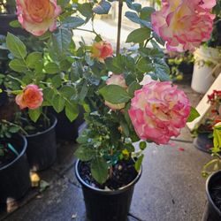 Rose Pots