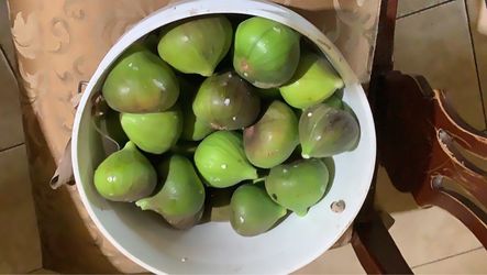 Fresh Green Figs