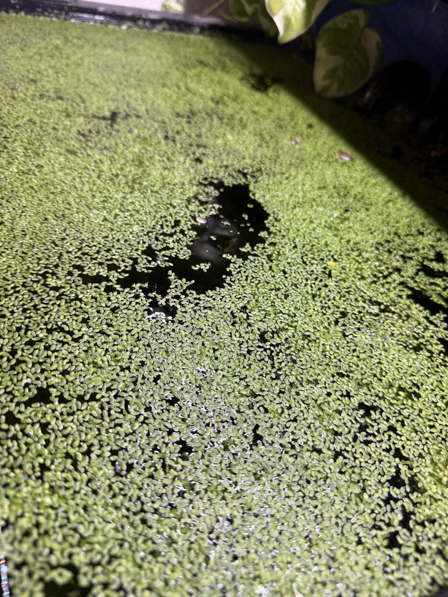Mix Small And Large Duckweed
