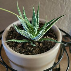 Zebra Plant ceramic pot with metal stand