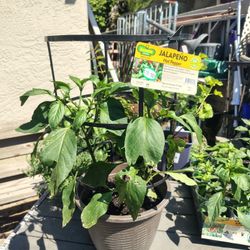 Plants