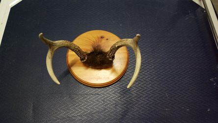 Deer Antlers on wooden Wall Plate