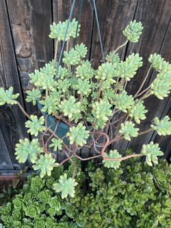 Jelly Bean Plant - Sedum Pachyphyllum