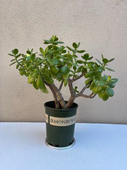 Live 17" Jade Plant 🌿 Positive Energy 💓 19x21x17