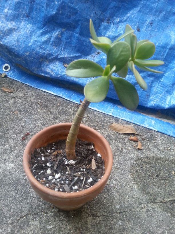 Potted Succulent