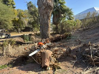 Arborist Trim And Health Evaluation