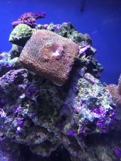 Acropora coral