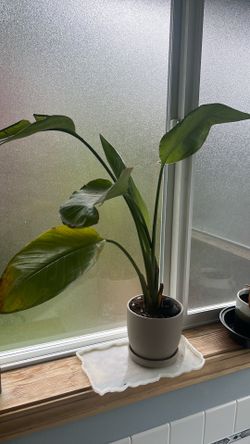 Bird of paradise plant