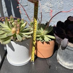 Succulents Different Prices 