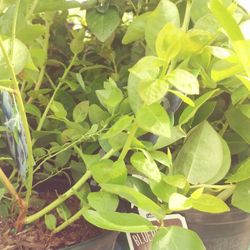 1 Gal Blueberry Live Plant