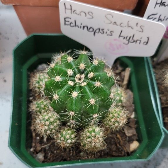 Hans Sach's Echinopsis hybrid