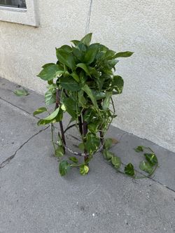 XL pothos