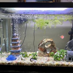 Fresh Water Aquarium 