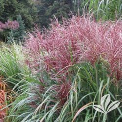 Perennial Flowers, Ornamental Grasses, Corkscrew Willow Trees,  Beautiful Gardens