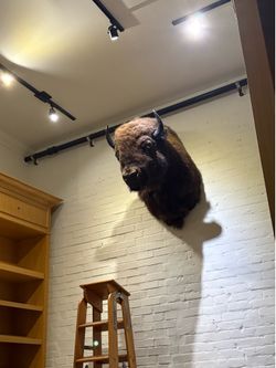 Búfalo head for sale