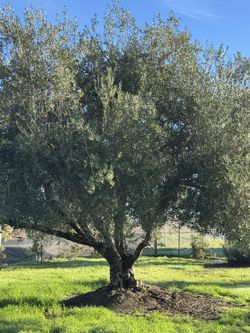 Arboles De Olivo
