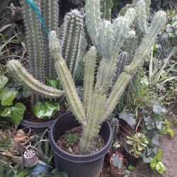 Cactus Plant