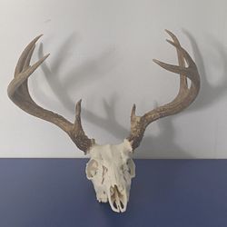 Mounted Deer Skull with Antlers – Rustic Wall Décor