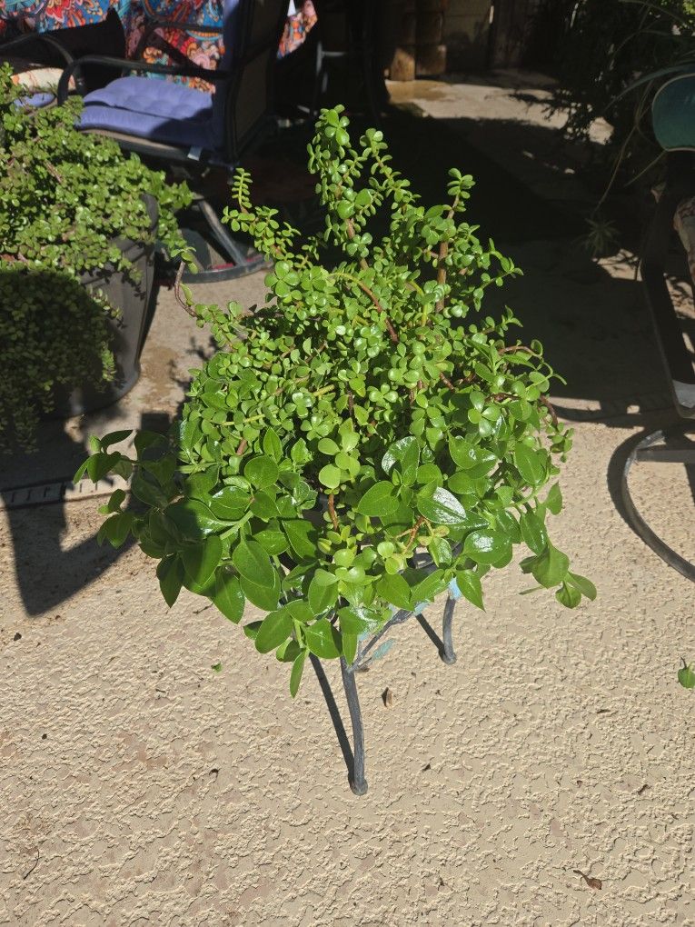 Succulent Pot With Sunny Red Rose And Elephant Food