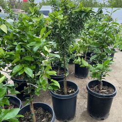 $35- $70 Fruit Trees Different Variety’s 🍒🍑🍋🍊/ Árboles Frutales Differentes Variedades 🍋🍊🍑🌳