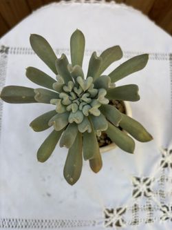 Echeveria Topsy Turvy